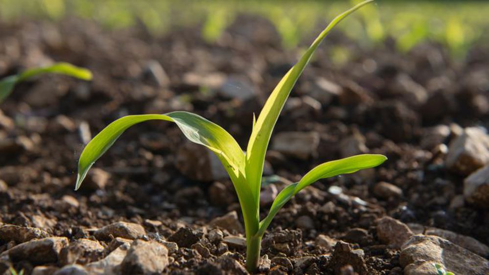 Le prix du maïs reste sur ses plus hauts historiques