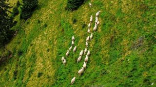 Des aides renforcées pour faire face au loup Des aides renforcées pour faire face au loup