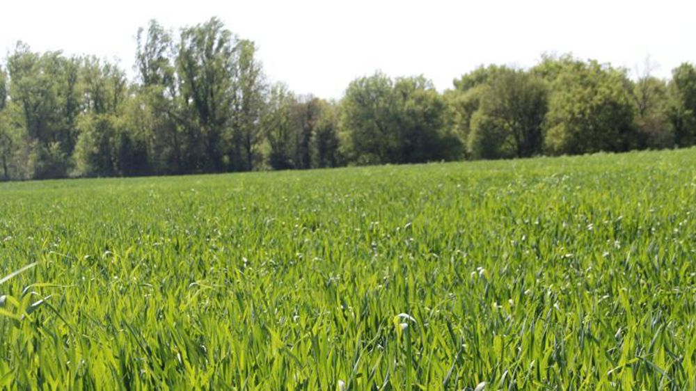 Les marchés des céréales perturbés par la guerre et les incertitudes climatiques