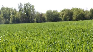 Les marchés des céréales perturbés par la guerre et les incertitudes climatiques Les marchés des céréales perturbés par la guerre et les incertitudes climatiques