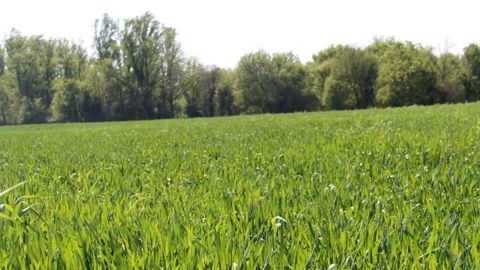 Les marchés des céréales perturbés par la guerre et les incertitudes climatiques Les marchés des céréales perturbés par la guerre et les incertitudes climatiques
