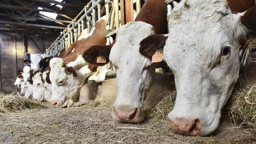 Les fabricants d’aliments s’alarment des prix des matières premières