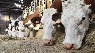 Les fabricants d’aliments s’alarment des prix des matières premières Les fabricants d’aliments s’alarment des prix des matières premières