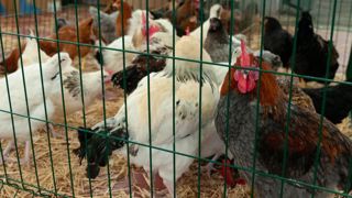 Un foyer de grippe aviaire détecté dans les Ardennes Un foyer de grippe aviaire détecté dans les Ardennes