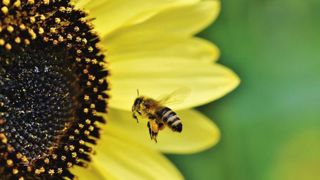 Les agriculteurs allemands s’opposent aux limitations de phytosanitaires Les agriculteurs allemands s’opposent aux limitations de phytosanitaires