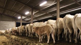 Le montant des aides aux veaux sous la mère est fixé Le montant des aides aux veaux sous la mère est fixé