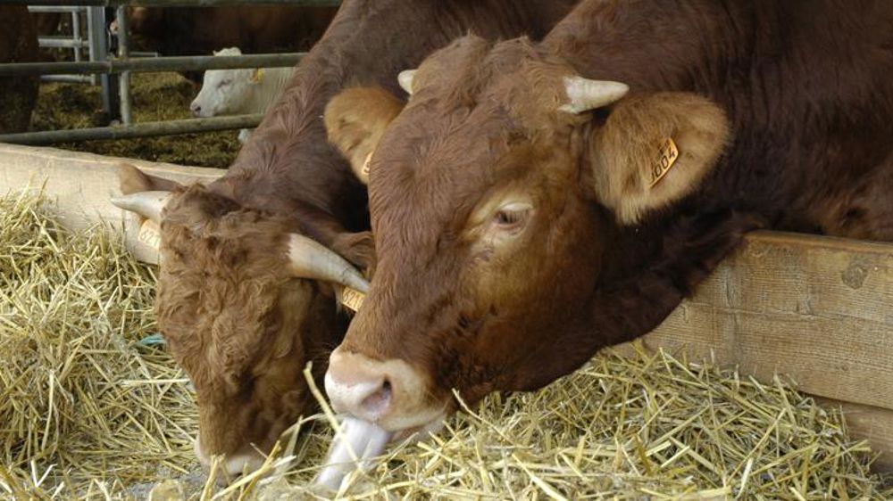 Toujours plus de bovins à l’abattoir