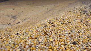 Une qualité « satisfaisante » pour le maïs grain de 2020 Une qualité « satisfaisante » pour le maïs grain de 2020