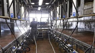 Fin 2020, le prix du lait européen reprend doucement des couleurs Fin 2020, le prix du lait européen reprend doucement des couleurs