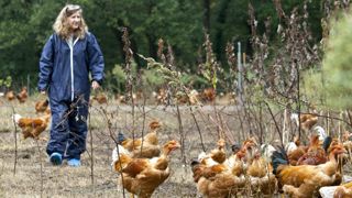 Les agricultrices en force dans les élevages Les agricultrices en force dans les élevages