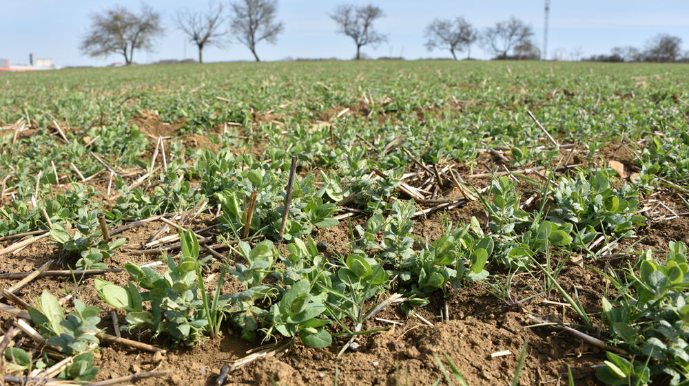Quelques dégâts de gel et symptômes de maladies sur les protéagineux d’hiver