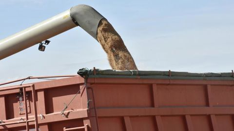 Les céréales s’essoufflent, mais le colza résiste Les céréales s’essoufflent, mais le colza résiste