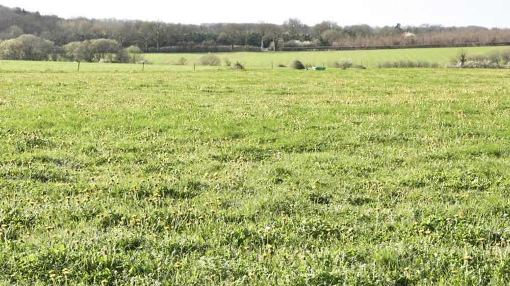 Une prairie génétiquement diversifiée s’adapterait mieux au changement climatiqu