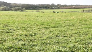 Une prairie génétiquement diversifiée s’adapterait mieux au changement climatiqu Une prairie génétiquement diversifiée s’adapterait mieux au changement climatiqu