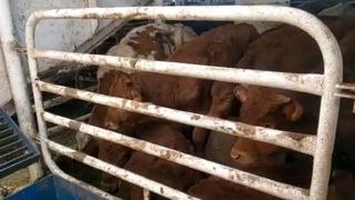 1 610 bovins de retour en Espagne après trois mois passés en mer 1 610 bovins de retour en Espagne après trois mois passés en mer