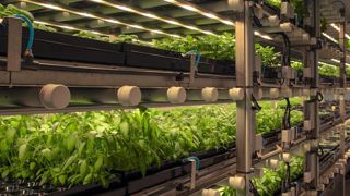 Jungle veut construire trois fermes verticales en France Jungle veut construire trois fermes verticales en France