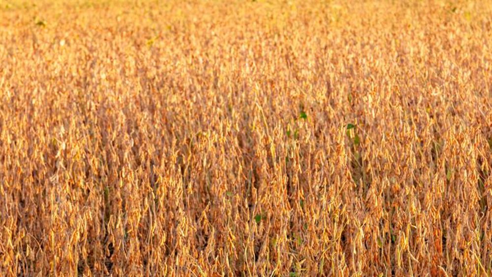 La flambée des huiles est-elle partie pour durer ?