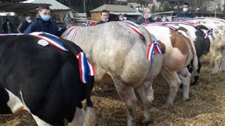 « Les apports sur les concours de bovins de boucherie ont baissé de 30 % » « Les apports sur les concours de bovins de boucherie ont baissé de 30 % »