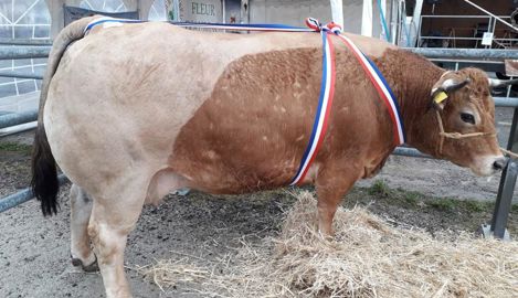 La grande championne Bœuf Fermier Aubrac du concours de Laguiole, tenu le 13 mars 2021 dans l’Averyon, a été vendue 12,50 €/kgc à la Maison Conquet boucher-charcutier de l’Aubrac. © Jean-Yves Renard