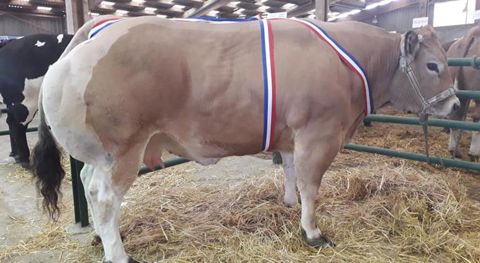 La grande championne du concours de Rouen, organisé le 22 mars 2021 dans la Seine-Maritime, a été achetée 11 €/kgc par la boucherie Mellier à Eu, dans le même département. © Jean-Yves Renard