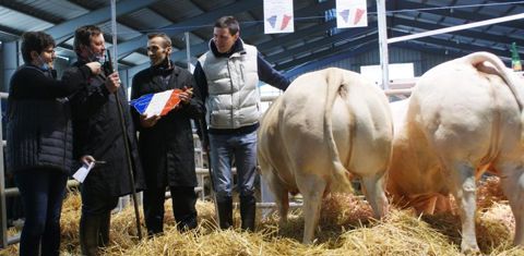 Le second top-price revient à une championne achetée 14,60 € au concours des bœufs de Pâques de Baraqueville, le 19 mars, dans l’Aveyron. © DR