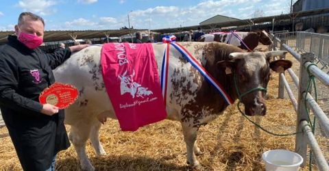La grande championne du concours de Mamers, dans la Sarthe, revient à la boucherie Plesant située dans les Hauts-de-Seine. Elle a été valorisée 12 €/kgc d’après Jean-Yves Renard. © Boucherie Plesant