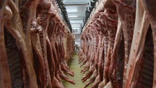 Baisse marquée des abattages de porcs en février Baisse marquée des abattages de porcs en février
