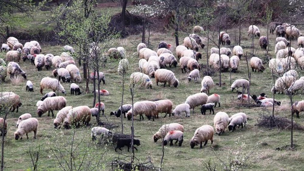 130 000 moutons bloqués sur onze cargos roumains