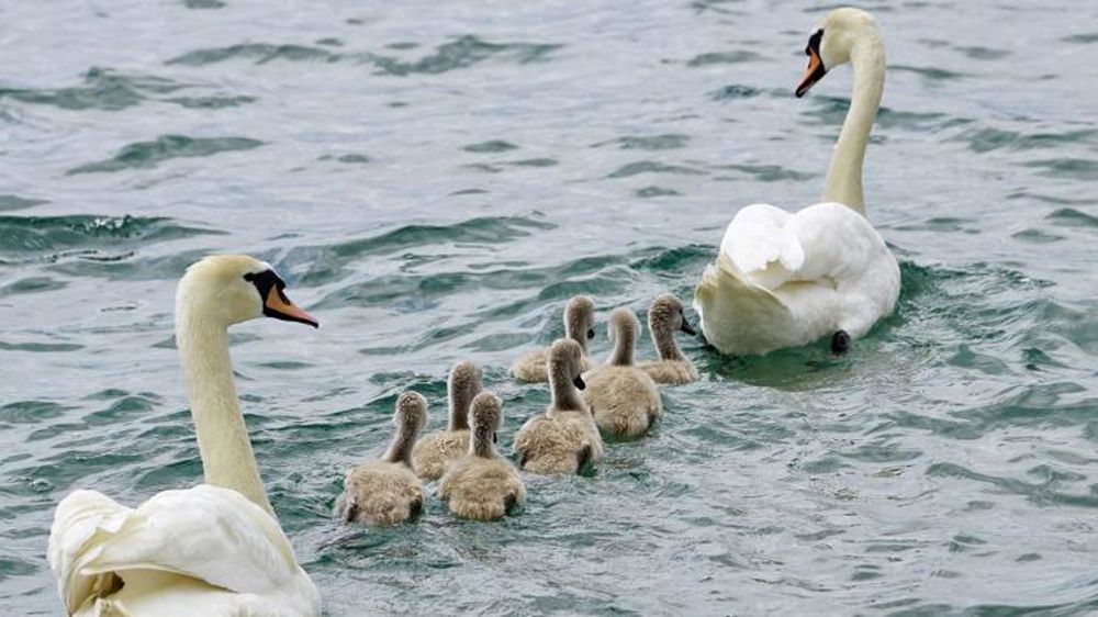 La situation vis-à-vis de l’influenza aviaire « reste préoccupante »
