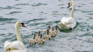 La situation vis-à-vis de l’influenza aviaire « reste préoccupante » La situation vis-à-vis de l’influenza aviaire « reste préoccupante »