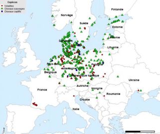 Répartition des nouveaux cas d’influenza aviaire hautement pathogène en Europe entre le 20 février et le 22 mars 2021. © Plateforme ESA
