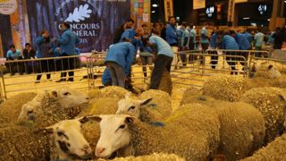 La finale des Ovinpiades est annulée La finale des Ovinpiades est annulée