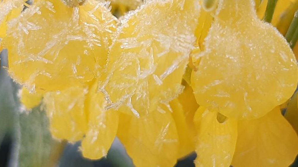 Les inquiétudes climatiques soutiennent les prix