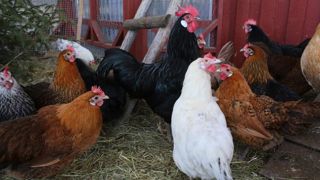 La grippe aviaire réapparaît en Haute-Savoie La grippe aviaire réapparaît en Haute-Savoie