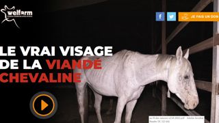Welfarm dénonce la provenance de la viande chevaline consommée en France Welfarm dénonce la provenance de la viande chevaline consommée en France