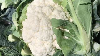 Les légumes traditionnels tirent leur épingle du jeu Les légumes traditionnels tirent leur épingle du jeu