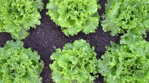 Les producteurs de laitues sont marqués par les confinements Les producteurs de laitues sont marqués par les confinements