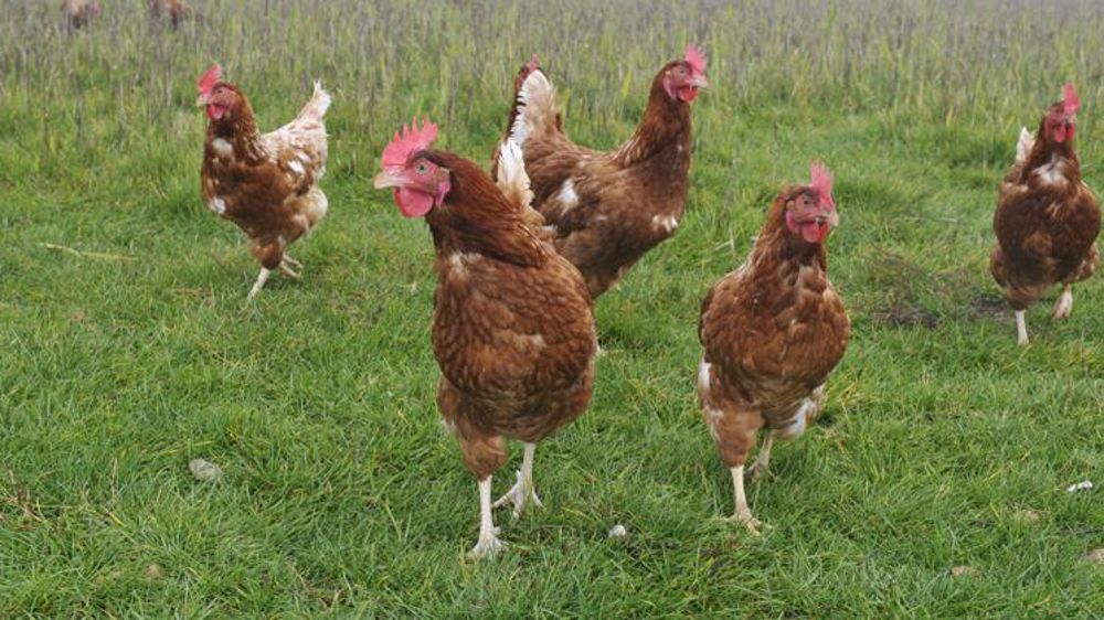 La viande de poule en quête de débouchés viables