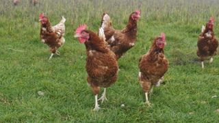 La viande de poule en quête de débouchés viables La viande de poule en quête de débouchés viables