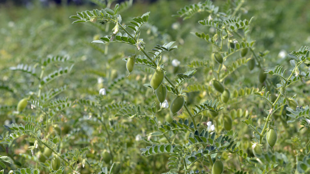 Un réseau européen d’innovation pour les légumineuses vient d’être lancé