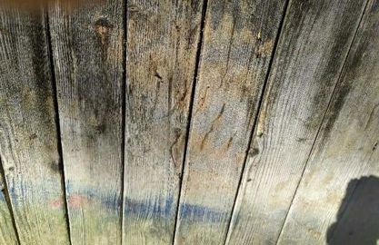 Le prédateur a laissé des traces de griffes sur les portes en bois de la bergerie. ©F. Salle Canne