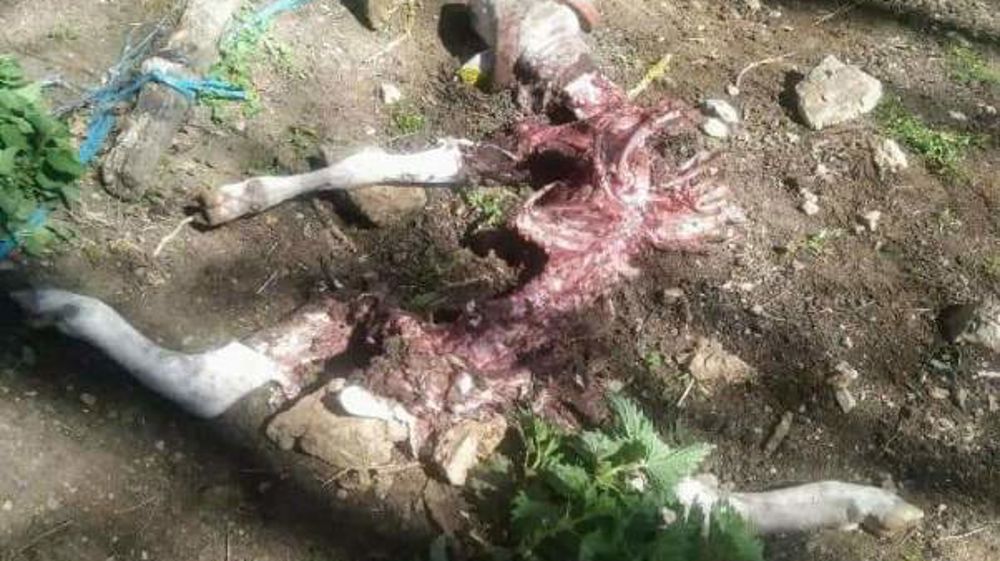 Un ours attaque à l’intérieur d’une bergerie