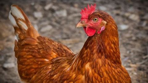 Un foyer de grippe aviaire dans les Ardennes