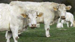 Toujours plus de vaches allaitantes à l’abattoir Toujours plus de vaches allaitantes à l’abattoir