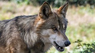 La FDSEA quitte le comité départemental loup La FDSEA quitte le comité départemental loup