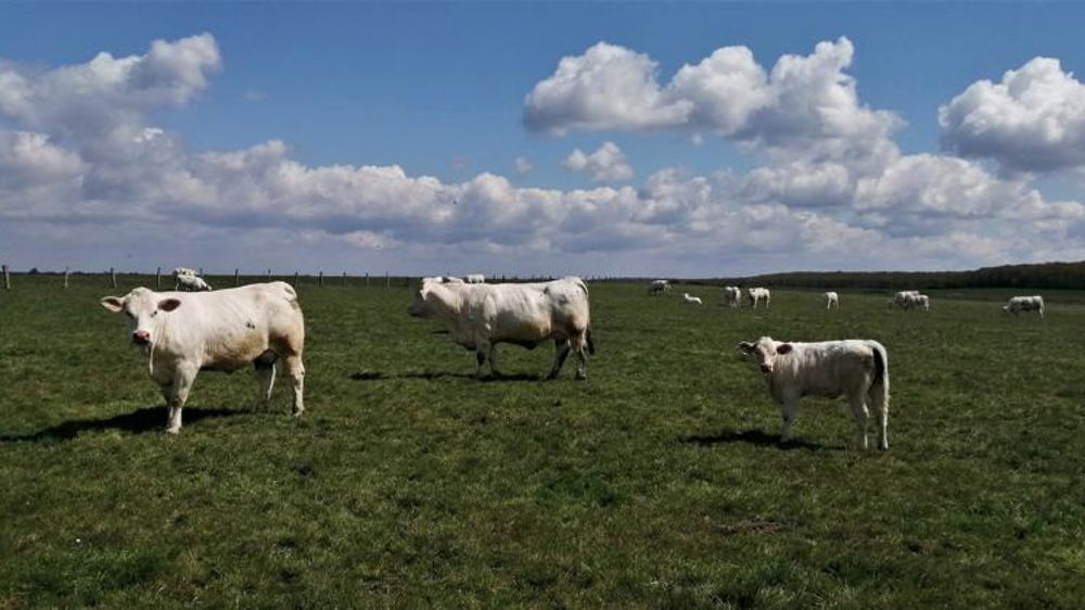 S’adapter à la pousse de l’herbe irrégulière