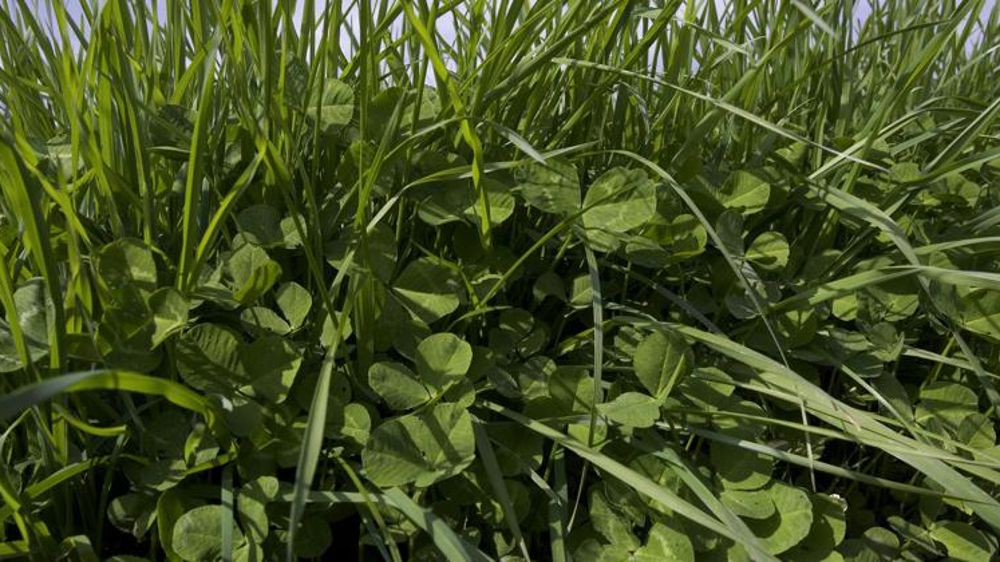 2 millions d’euros pour les sursemis de légumineuses fourragères