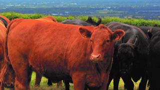 Une nouvelle race allaitante éligible à l’aide aux bovins allaitants Une nouvelle race allaitante éligible à l’aide aux bovins allaitants