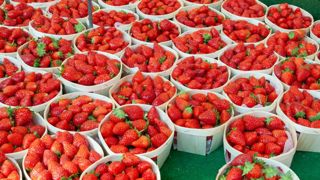 Le gel a plombé la production de fraises Le gel a plombé la production de fraises