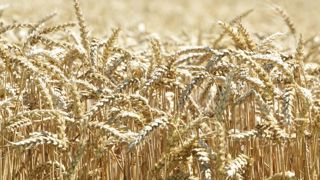 Une loi sur la table pour indiquer la présence de glyphosate dans les produits t Une loi sur la table pour indiquer la présence de glyphosate dans les produits t